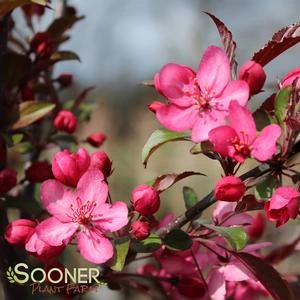ROYAL RAINDROPS® CRABAPPLE 1 ROYAL RAINDROPS® CRABAPPLE