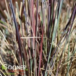 BLUE HEAVENĀ® LITTLE BLUESTEM