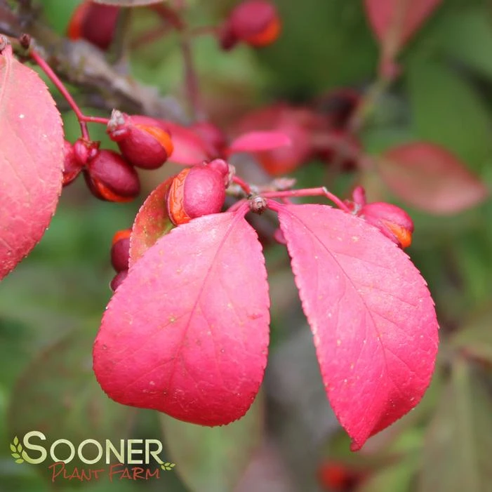 FIRE BALL® BURNING BUSH 2 FIRE BALL® BURNING BUSH - Image 2