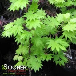 GOLDEN FULL MOON UPRIGHT JAPANESE MAPLE -Happy Planter Shop DETA2 1407