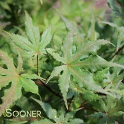 AMBER GHOST UPRIGHT JAPANESE MAPLE 5 AMBER GHOST UPRIGHT JAPANESE MAPLE -Happy Planter Shop DETA2 1409