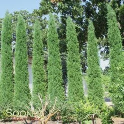 TAYLOR JUNIPER -Happy Planter Shop DETA2 142