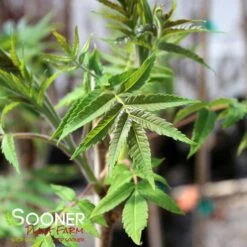 STAGHORN SUMAC -Happy Planter Shop DETA2 1475