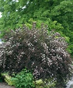 SUMMER WINE® NINEBARK 7 SUMMER WINE® NINEBARK -Happy Planter Shop DETA2 149