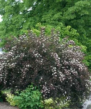 SUMMER WINE® NINEBARK 3 SUMMER WINE® NINEBARK - Image 3