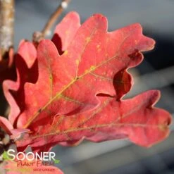 CRIMSON SPIRE™ OAK 5 CRIMSON SPIRE™ OAK -Happy Planter Shop DETA2 1491