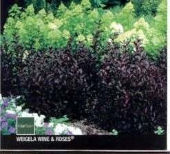 WINE & ROSES® WEIGELA -Happy Planter Shop DETA2 150