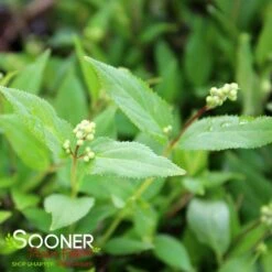 NIKKO SLENDER DEUTZIA 9 NIKKO SLENDER DEUTZIA -Happy Planter Shop DETA2 1581