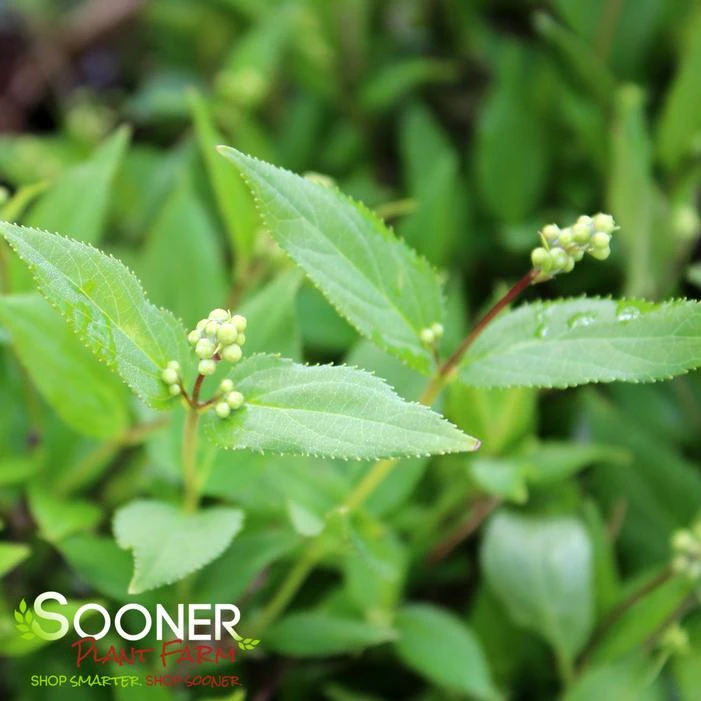 NIKKO SLENDER DEUTZIA 4 NIKKO SLENDER DEUTZIA - Image 4