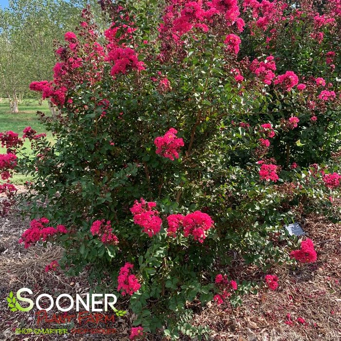 PINK VELOUR® CRAPEMYRTLE 1 PINK VELOUR® CRAPEMYRTLE