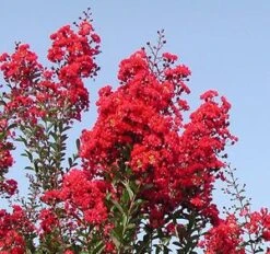 RED ROCKET® CRAPEMYRTLE 5 RED ROCKET® CRAPEMYRTLE -Happy Planter Shop DETA2 164