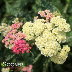 SUMMER PASTELS YARROW -Happy Planter Shop DETA2 1720