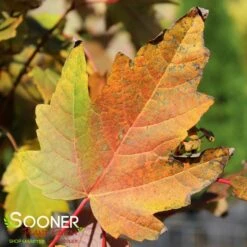 BOWHALL MAPLE 5 BOWHALL MAPLE -Happy Planter Shop DETA2 174