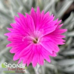 Happy Planter Shop -Happy Planter Shop DETA2 1744