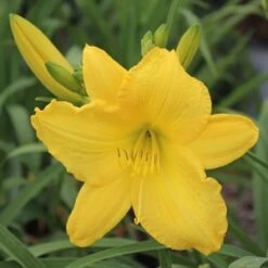 SCENTUAL SUNDANCE DAYLILY -Happy Planter Shop DETA2 1778