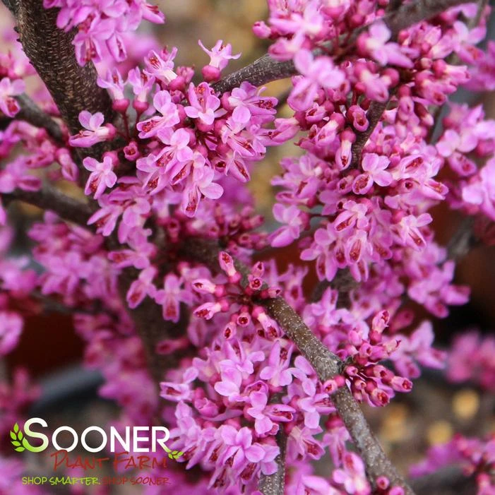 ACE OF HEARTS REDBUD 1 ACE OF HEARTS REDBUD