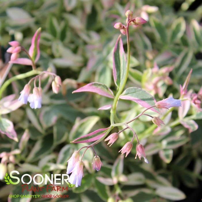 TOUCH OF CLASS JACOB'S LADDER 2 TOUCH OF CLASS JACOB'S LADDER - Image 2