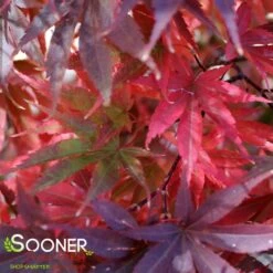 PIXIE UPRIGHT JAPANESE MAPLE -Happy Planter Shop DETA2 2088