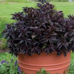 SPILLED WINE® WEIGELA -Happy Planter Shop DETA2 2111
