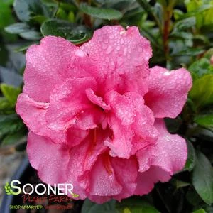 BLOOM-A-THON® PINK DOUBLE AZALEA 1 BLOOM-A-THON® PINK DOUBLE AZALEA