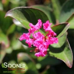 BERRY DAZZLE® CRAPEMYRTLE -Happy Planter Shop DETA2 2259