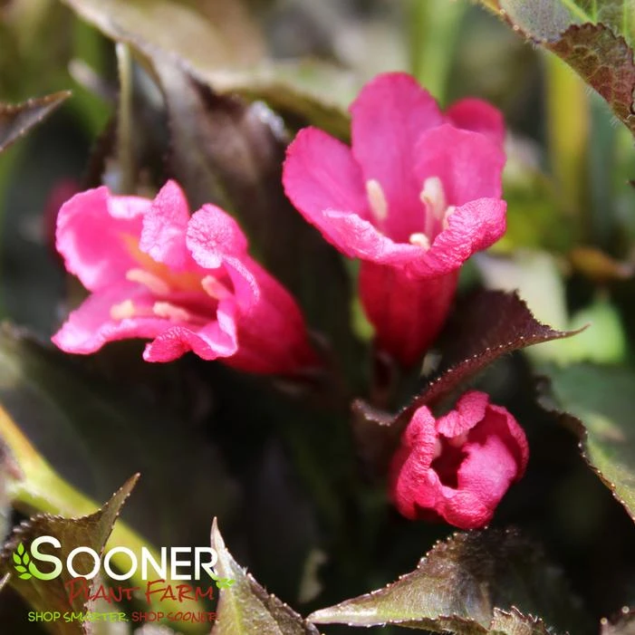 SHINING SENSATION™ WEIGELA 2 SHINING SENSATION™ WEIGELA - Image 2