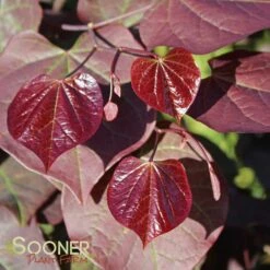 RUBY FALLS WEEPING REDBUD -Happy Planter Shop DETA2 2311
