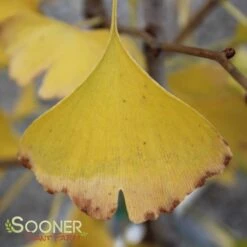 GOLDSPIRE™ GINKGO