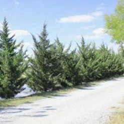 HETZI COLUMN JUNIPER -Happy Planter Shop DETA2 2415