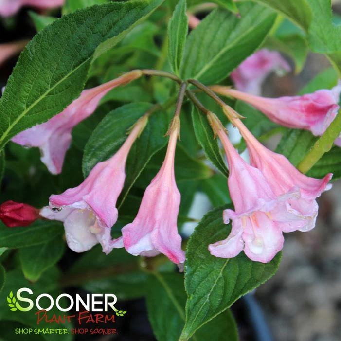 SONIC BLOOM® PINK WEIGELA 1 SONIC BLOOM® PINK WEIGELA