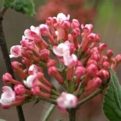 SPICE GIRL® KOREAN SPICE VIBURNUM -Happy Planter Shop DETA2 2439