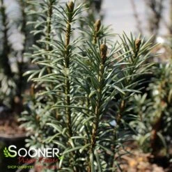 UPRIGHT PLUM YEW 5 UPRIGHT PLUM YEW -Happy Planter Shop DETA2 2484
