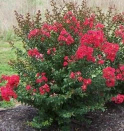 PRINCESS HOLLY ANN™ CRAPEMYRTLE -Happy Planter Shop DETA2 2535