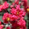 PRINCESS ZOEY™ CRAPEMYRTLE