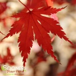 ARIADNE UPRIGHT JAPANESE MAPLE -Happy Planter Shop DETA2 2564