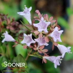 RASPBERRY PROFUSION™ ABELIA -Happy Planter Shop DETA2 2716