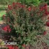 DOUBLE FEATURE® CRAPEMYRTLE