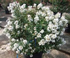 ENDURING SUMMER™ WHITE CRAPEMYRTLE -Happy Planter Shop DETA2 2826