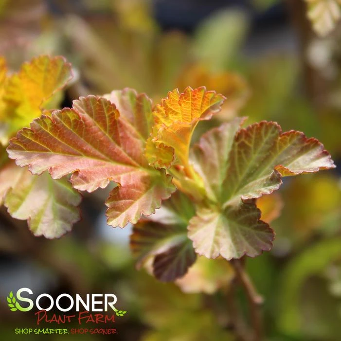 AMBER JUBILEE™ NINEBARK 2 AMBER JUBILEE™ NINEBARK - Image 2