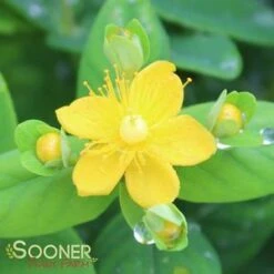 WHITE ST. JOHN'S WORT -Happy Planter Shop DETA2 2887