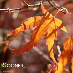 Featured Products 5 MANYO NO SATO UPRIGHT JAPANESE MAPLE