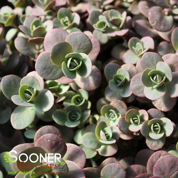 SUNSPARKLER® CHERRY TART SEDUM 3 SUNSPARKLER® CHERRY TART SEDUM - Image 3