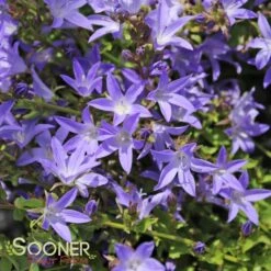 BLUE WATERFALL BELLFLOWER -Happy Planter Shop DETA2 303