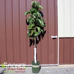 Featured Products 5 SUNSATION MAGNOLIA