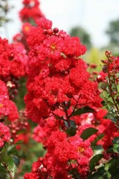 RUFFLED RED MAGIC™ CRAPEMYRTLE 5 RUFFLED RED MAGIC™ CRAPEMYRTLE -Happy Planter Shop DETA2 3239