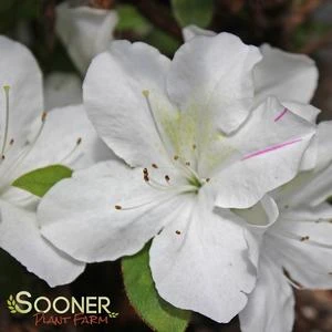 AUTUMN LILY® ENCORE® AZALEA 1 AUTUMN LILY® ENCORE® AZALEA