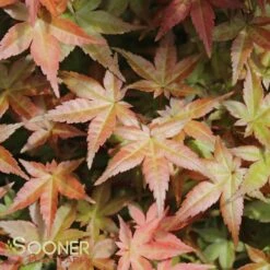 DESHOJO UPRIGHT JAPANESE MAPLE -Happy Planter Shop DETA2 3423