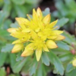 WEIHENSTEPHANER GOLD SEDUM -Happy Planter Shop DETA2 344