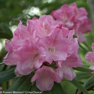DANDY MAN® PINK RHODODENDRON 3 DANDY MAN® PINK RHODODENDRON - Image 3
