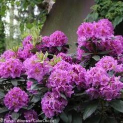 DANDY MAN® PURPLE RHODODENDRON -Happy Planter Shop DETA2 3447
